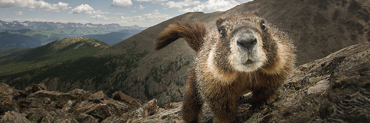 Photo of a very curious peering at the camera with mountain background